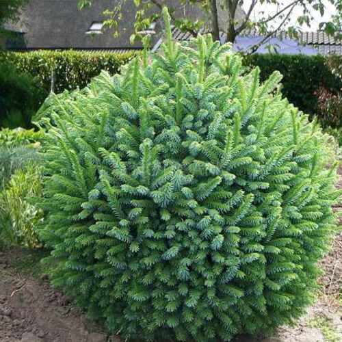 Ель сербская Нана/Picea omorika Nana С3