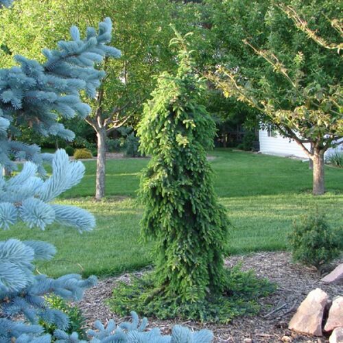 Ель сербская Пендула/Picea omorica Pendula 60-70 C5