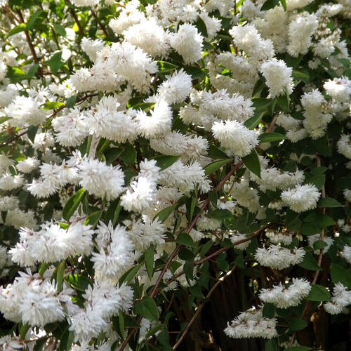 Дейция шершавая Кандидиссима/Deutzia scabra Candidissima 30-40 C5