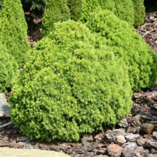 Ель сизая Альберта Глоб/Picea glauca Alberta Globe 15-20 С5