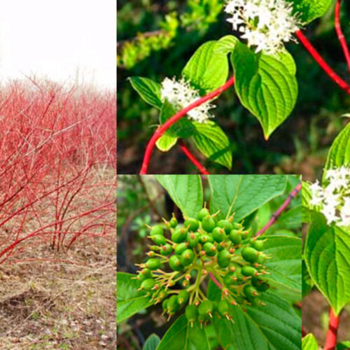 Дерен белый Сибирика/Cornus alba Sibirica 80-100 С5
