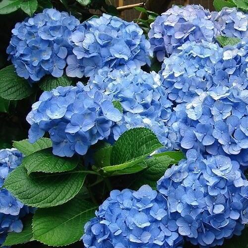Гортензия крупнолистная Голубое небо/Hydrangea macrophylla Blue sky 50-60 С3,6