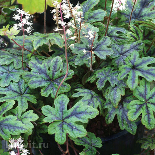 Тиарелла гибридная Хэппи Трейлс/Tiarella hybride Happy Trails Р1,5