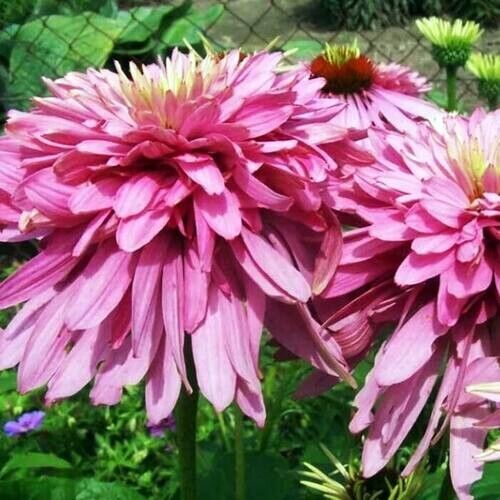 Эхинацея пурпурная Пинк Пудл/Echinacea purpurea Pink Poodle Р1,5