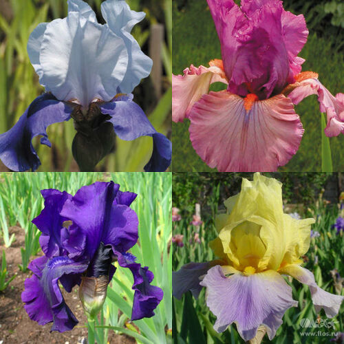 Ирис бородатый (германский)/Iris germanica (в ассортименте) С3