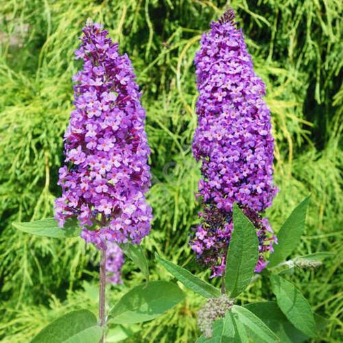 Буддлея Давида Иль де Франс/Buddleja davidii Ile de France 40-60 С3