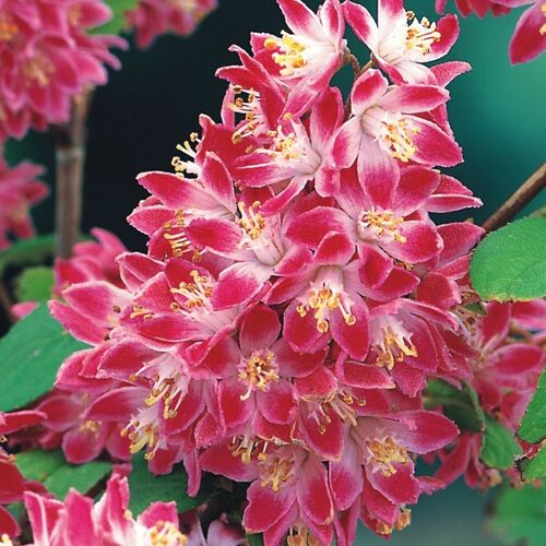 Дейция гибридная Строуберри Филдс/Deutzia hybrida Strawberry Fields 40-50 С5
