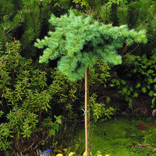 Лиственница Кэмпфера Блю Болл/Larix kaempferi Blue Ball Ра 90 С7,5