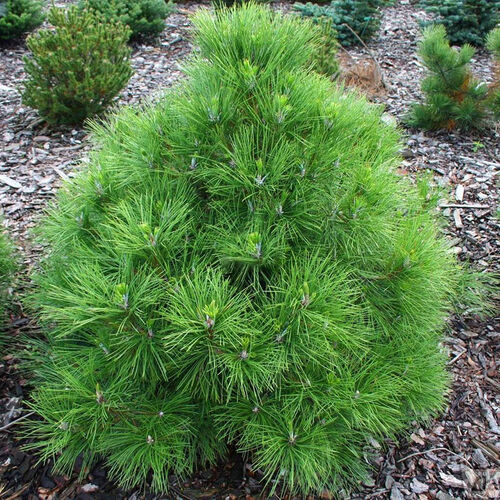 Сосна черная Нана/Pinus nigra Nana Ра 60 С5