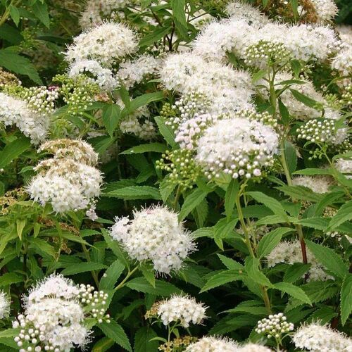 Спирея японская Альбифлора/Spiraea japonica Albiflora 20-40 С3