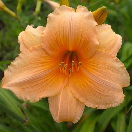 Лилейник гибридный Бали Хай/Hemerocallis hybridа Bali Hai С3