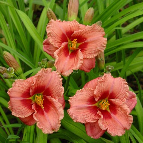 Лилейник гибридный Силоам Риббон Кэнди/Hemerocallis hybridа Siloam Ribbon Candy С3