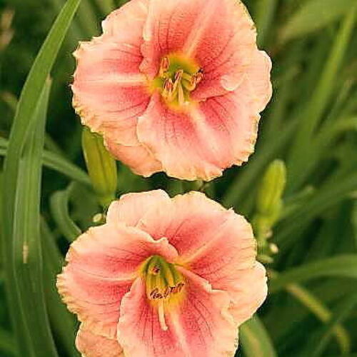 Лилейник гибридный Литтл Анна Роза/Hemerocallis hybrida Little Anne Rosa С3