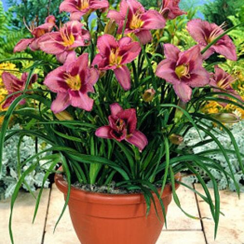 Лилейник гибридный Чикаго Хейлум/Hemerocallis hybridа Chicago Heirloom С3