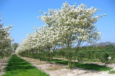 Ирга канадская/Amelanchier canadensis 200-250 В