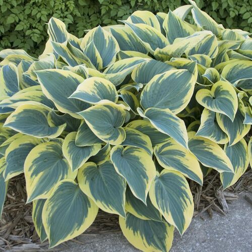 Хоста гибридная Ферст Фрост/Hosta hybrid First Frost С3