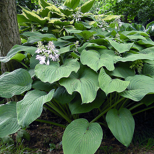 Хоста гибридная Кингсайз/Hosta hybrid Kingsize С3