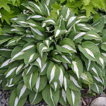 Хоста гибридная Риски Бизнес/Hosta hybrid Risky Business С3