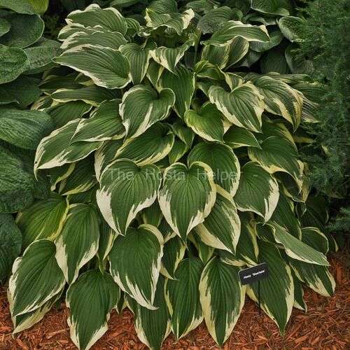 Хоста гибридная Моерхейм/Hosta hybrid Moerheim С3
