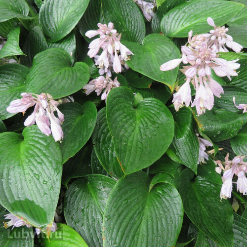 Хоста гибридная Девон Грин/Hosta hybrid Devon Green С3