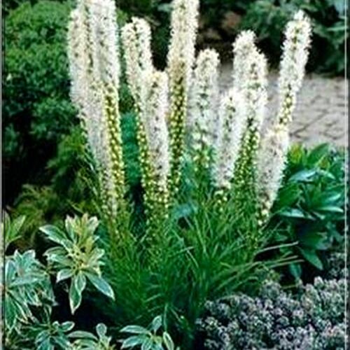 Лиатрис колосковый Флористан Уайт/Liatris spicata Floristan white С3