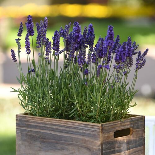 Лаванда узколистная Блу Спир/Lavandula angustifolia Blue Spear С3