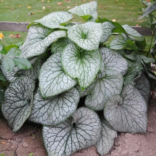 Бруннера крупнолистная Александр Грейт/Brunnera macrophylla Alexander`s Great С3