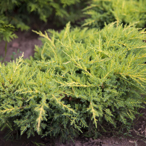 Можжевельник средний Голд Стар/Juniperus мedia Pfitzeriana Gold Star 120-140 С35