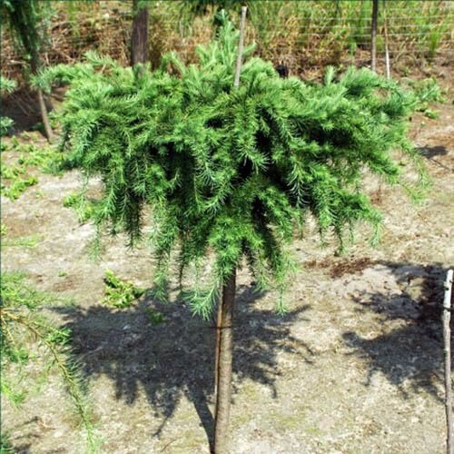 Лиственница европейская Литтл Богл/Larix decidua Little Bogle Ра 120 С12