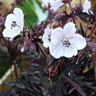 Герань луговая Парпл Хост/Geranium pratense Purple Ghost Р1,5
