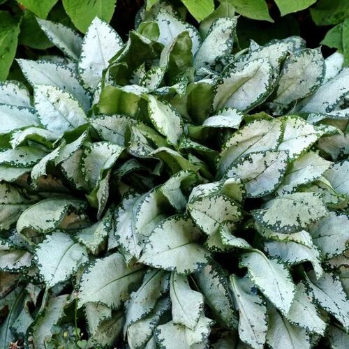 Медуница сахарная Муншайн/Pulmonaria saccharata Moonshine Р1,5