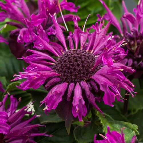 Монарда гибридная Би-Фри/Monarda hybrida Bee-Free Р1,5
