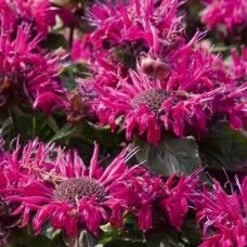 Монарда гибридная Мелуа Бургунди/Monarda hybrida Melua Burgundy Р1,5