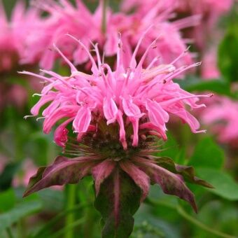 Монарда гибридная Мелуа Пинк/Monarda hybrida Melua Pink Р1,5
