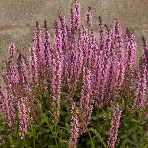 Шалфей (сальвия) дубравный Салют Лайт Пинк/Salvia nemorosa Salute Light Pink Р1,5