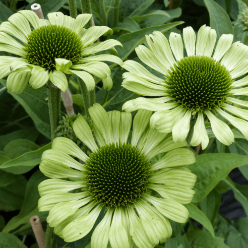 Эхинацея пурпурная Грин Ювел/Echinacea purpurea Green Jewel Р1,5
