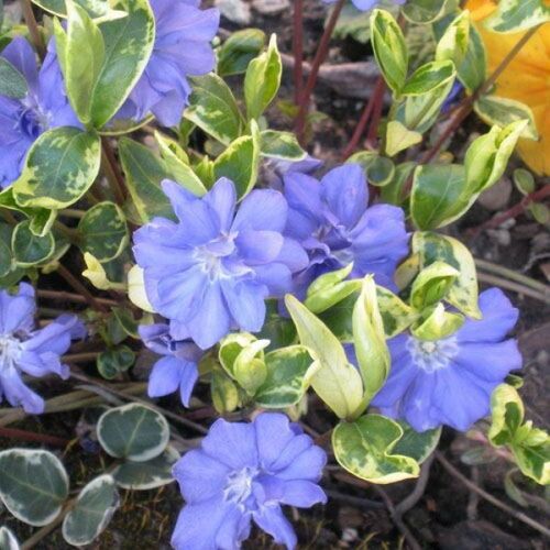 Барвинок малый Мунлайт/Vinca minor Moonlite Р1,5