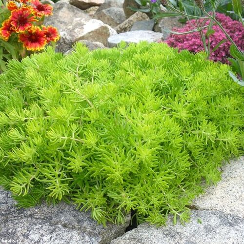 Очиток едкий Лемон Болл/Sedum acre Lemon Ball Р1,5