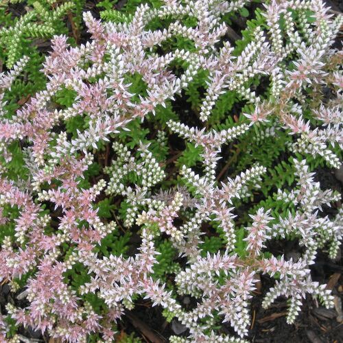 Очиток ложный Си Стар/Sedum spurium Sea Star Р1,5