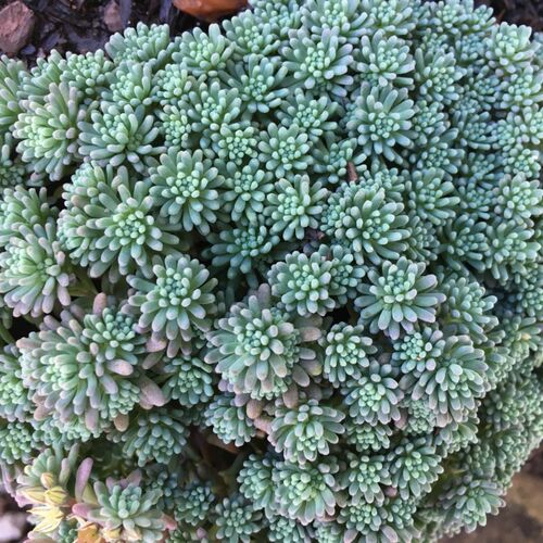 Очиток Рубенса Лизард/Sedum  Р1,5