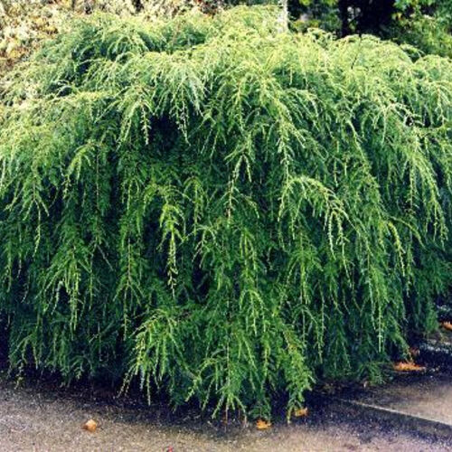 Тсуга канадская Пендула/Tsuga canadensis Pendula 20-30 С3