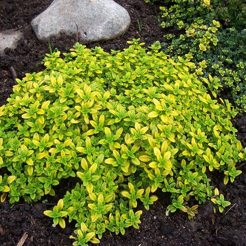 Тимьян лимоннопахнущий Ауреус/Thymus citriodorus Aureus C0.8