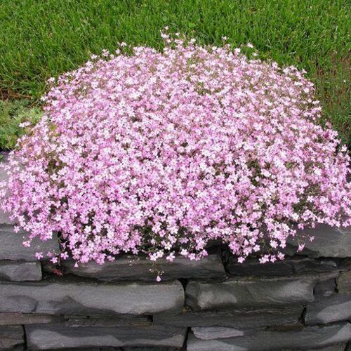 Гипсофила метельчатая Роуз/Gypsophila paniculata Rose С2