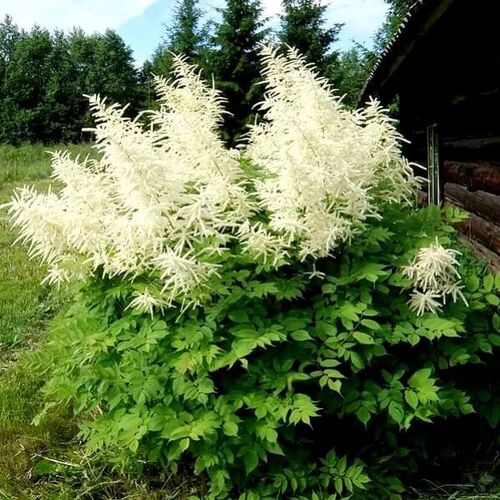 Волжанка двудомная/Aruncus dioicus Р1,5
