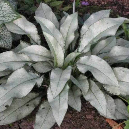 Медуница гибридная Маджесте/Pulmonaria hybridum Majesty Р1,5