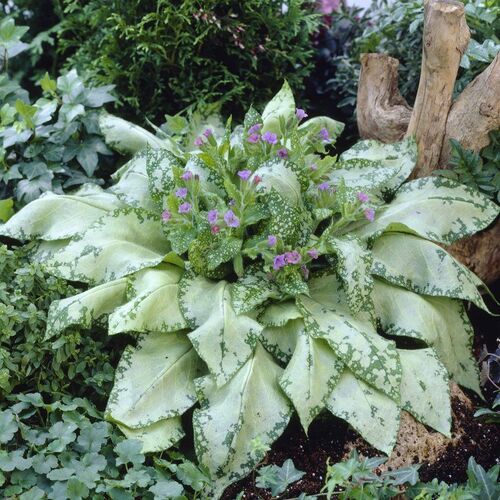 Медуница сахарная Сильверадо/Pulmonaria saccharata Silverado Р13