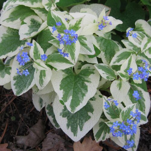 Бруннера крупнолистная Вариегата/Brunnera macrophylla Variegata С2