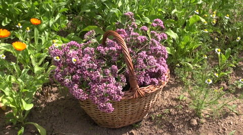 Душица обыкновенная Вилд Майоран/Origanum vulgare Wild marjoram