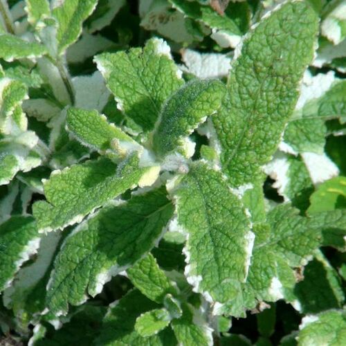 Мята душистая Ананасная/Mentha suaveolens Ananasminze р9