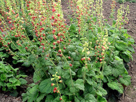 Теллима крупноцветковая Рубра/Tellima grandiflora Rubra Р1,5